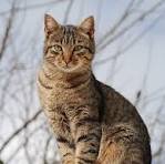 Golden Retriever Puppy