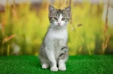 Siberian Husky Puppy